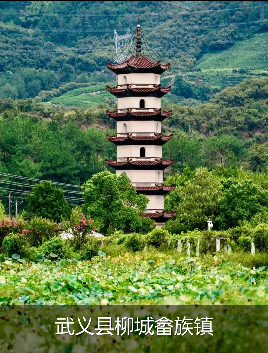 武义县柳城畲族镇