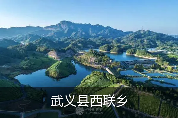 武义县西联乡